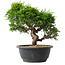 Juniperus chinensis Itoigawa, 25 cm, ± 15 jaar oud
