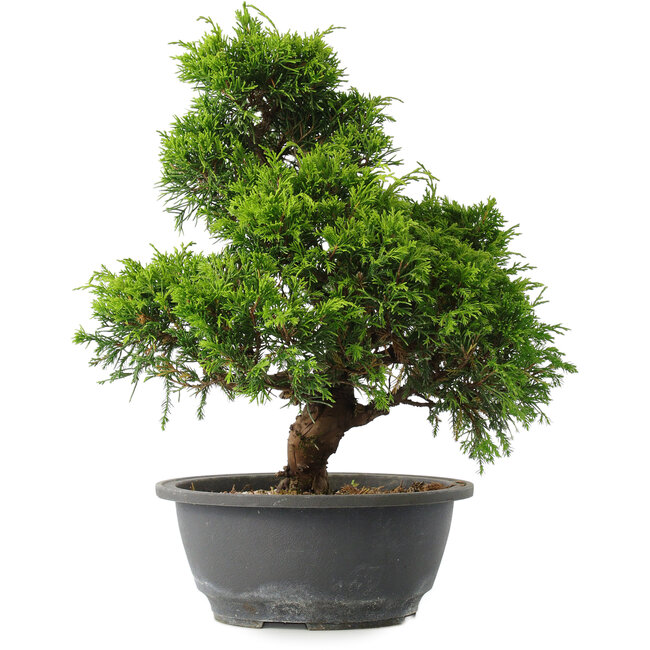 Juniperus chinensis Itoigawa, 31 cm, ± 15 jaar oud