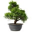 Juniperus chinensis Itoigawa, 31 cm, ± 15 anni