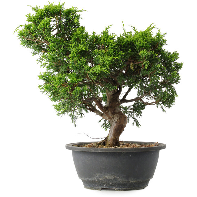 Juniperus chinensis Itoigawa, 29,5 cm, ± 15 años