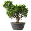 Juniperus chinensis Itoigawa, 29,5 cm, ± 15 jaar oud