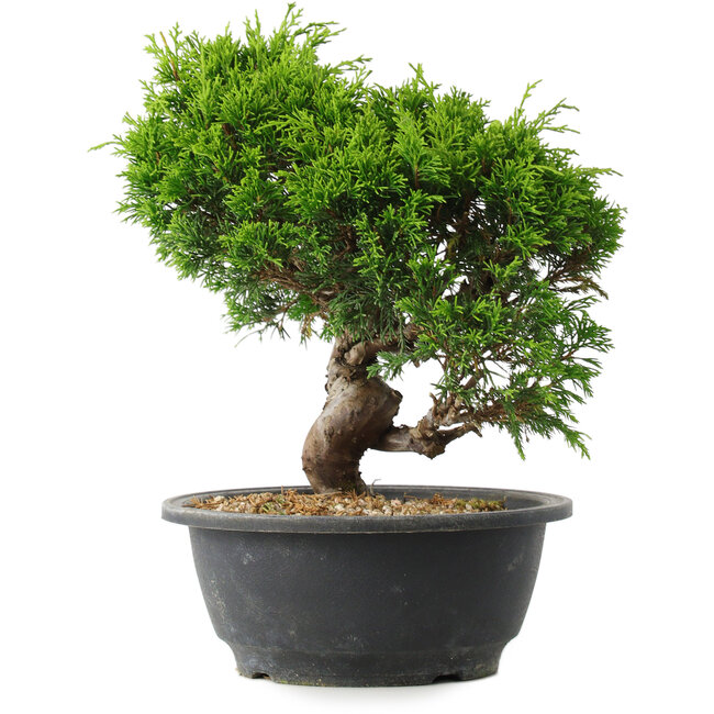 Juniperus chinensis Itoigawa, 25 cm, ± 15 ans