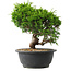 Juniperus chinensis Itoigawa, 25 cm, ± 15 jaar oud