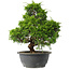 Juniperus chinensis Itoigawa, 31 cm, ± 15 jaar oud