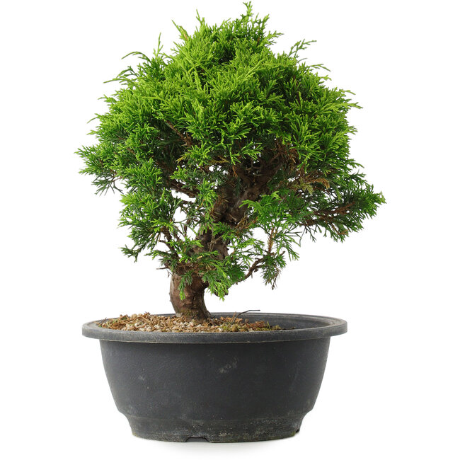 Juniperus chinensis Itoigawa, 25 cm, ± 15 ans