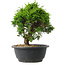 Juniperus chinensis Itoigawa, 25 cm, ± 15 jaar oud