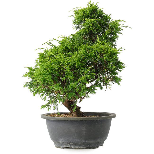 Juniperus chinensis Itoigawa, 31 cm, ± 15 jaar oud