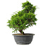 Juniperus chinensis Itoigawa, 31 cm, ± 15 anni