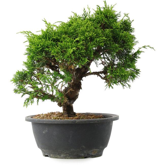 Juniperus chinensis Itoigawa, 25 cm, ± 15 ans