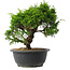 Juniperus chinensis Itoigawa, 25 cm, ± 15 jaar oud