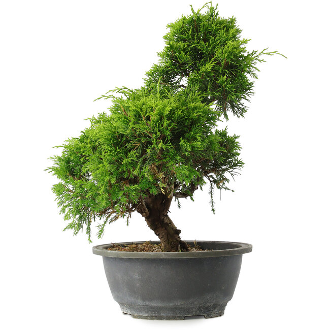 Juniperus chinensis Itoigawa, 31 cm, ± 15 Jahre alt