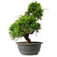 Juniperus chinensis Itoigawa, 31 cm, ± 15 anni