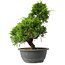 Juniperus chinensis Itoigawa, 31 cm, ± 15 jaar oud