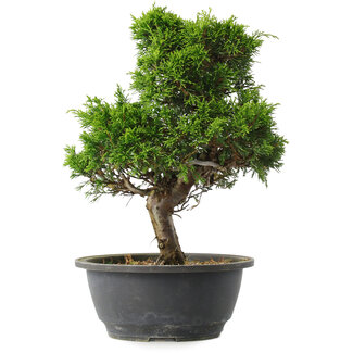 Juniperus chinensis Itoigawa, 29 cm, ± 15 anni