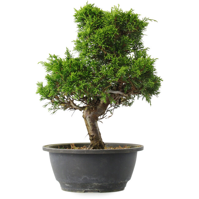 Juniperus chinensis Itoigawa, 29 cm, ± 15 jaar oud