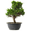 Juniperus chinensis Itoigawa, 29 cm, ± 15 jaar oud