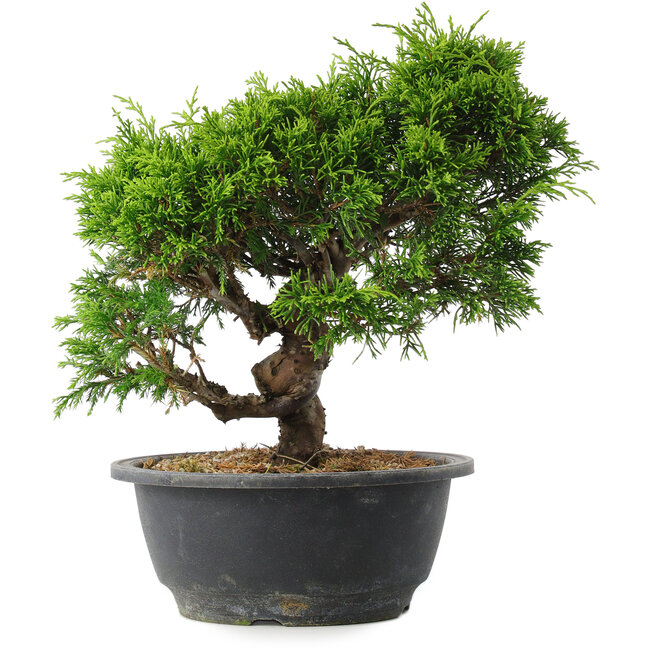 Juniperus chinensis Itoigawa, 25 cm, ± 15 Jahre alt