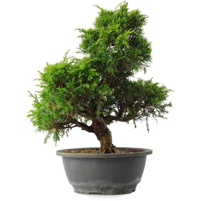 Juniperus chinensis Itoigawa, 31 cm, ± 15 ans