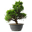 Juniperus chinensis Itoigawa, 31 cm, ± 15 anni