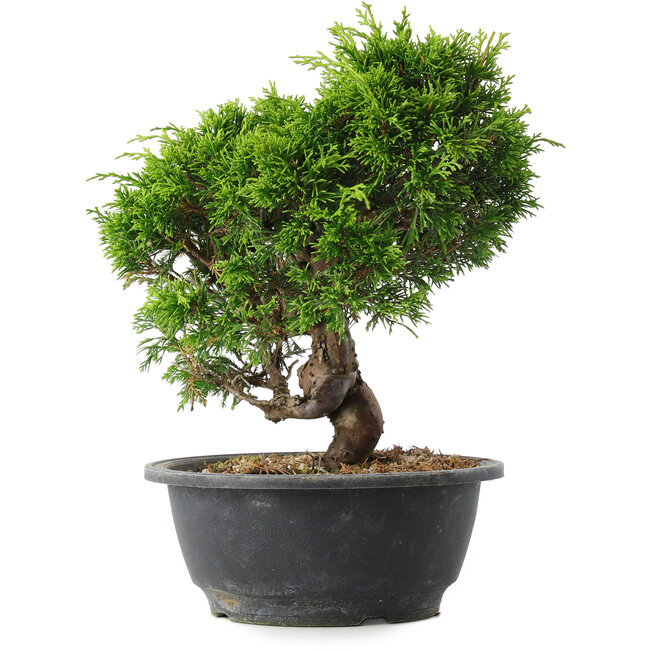 Juniperus chinensis Itoigawa, 25 cm, ± 15 jaar oud