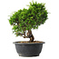 Juniperus chinensis Itoigawa, 25 cm, ± 15 jaar oud