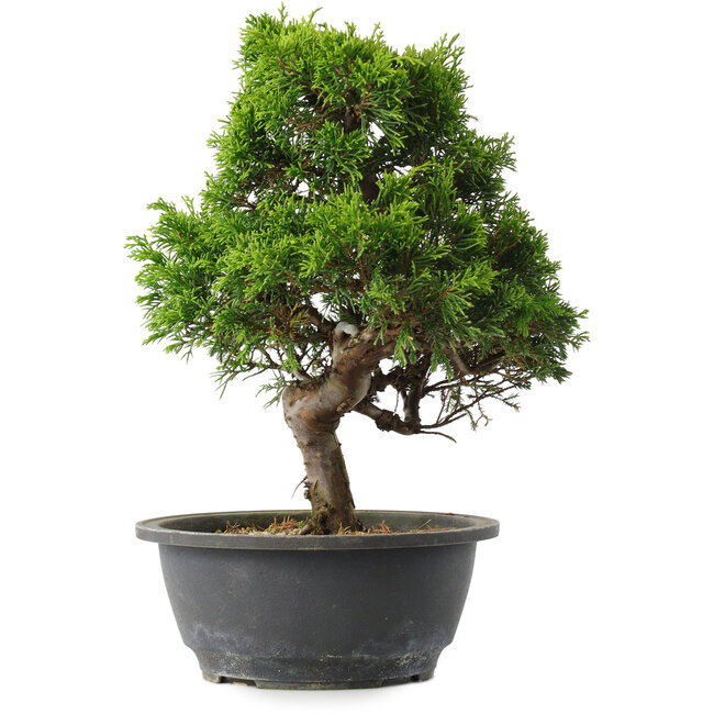 Juniperus chinensis Itoigawa, 29 cm, ± 15 Jahre alt