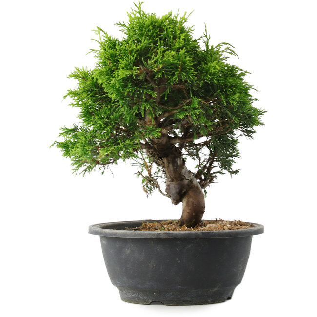 Juniperus chinensis Itoigawa, 25 cm, ± 15 años