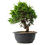 Juniperus chinensis Itoigawa, 25 cm, ± 15 anni