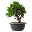 Juniperus chinensis Itoigawa, 25 cm, ± 15 jaar oud