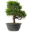 Juniperus chinensis Itoigawa, 29 cm, ± 15 anni