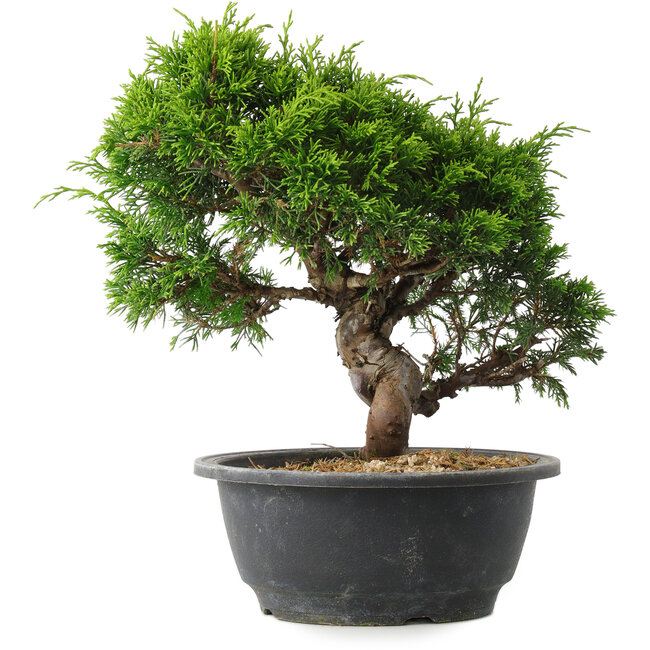Juniperus chinensis Itoigawa, 25 cm, ± 15 años