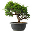 Juniperus chinensis Itoigawa, 25 cm, ± 15 jaar oud
