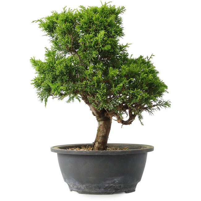 Juniperus chinensis Itoigawa, 29 cm, ± 15 Jahre alt