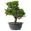 Juniperus chinensis Itoigawa, 29 cm, ± 15 anni