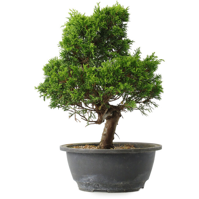 Juniperus chinensis Itoigawa, 29 cm, ± 15 jaar oud