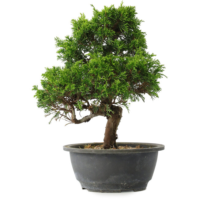 Juniperus chinensis Itoigawa, 29 cm, ± 15 jaar oud