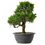 Juniperus chinensis Itoigawa, 29 cm, ± 15 anni