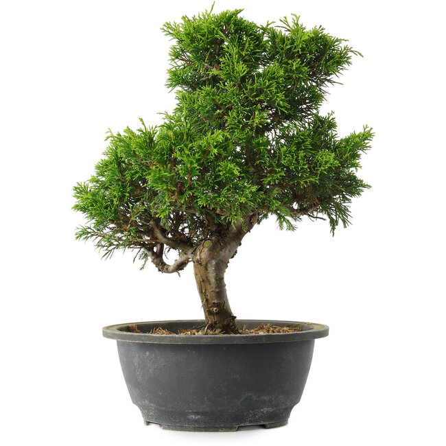Juniperus chinensis Itoigawa, 29 cm, ± 15 ans