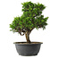 Juniperus chinensis Itoigawa, 29 cm, ± 15 jaar oud