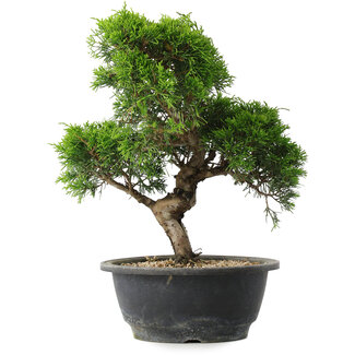 Juniperus chinensis Itoigawa, 29 cm, ± 15 years old