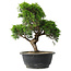 Juniperus chinensis Itoigawa, 29 cm, ± 15 jaar oud
