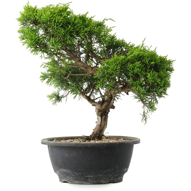 Juniperus chinensis Itoigawa, 29 cm, ± 15 años