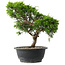 Juniperus chinensis Itoigawa, 29 cm, ± 15 jaar oud