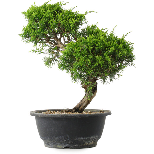 Juniperus chinensis Itoigawa, 29 cm, ± 15 Jahre alt