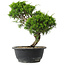 Juniperus chinensis Itoigawa, 29 cm, ± 15 jaar oud