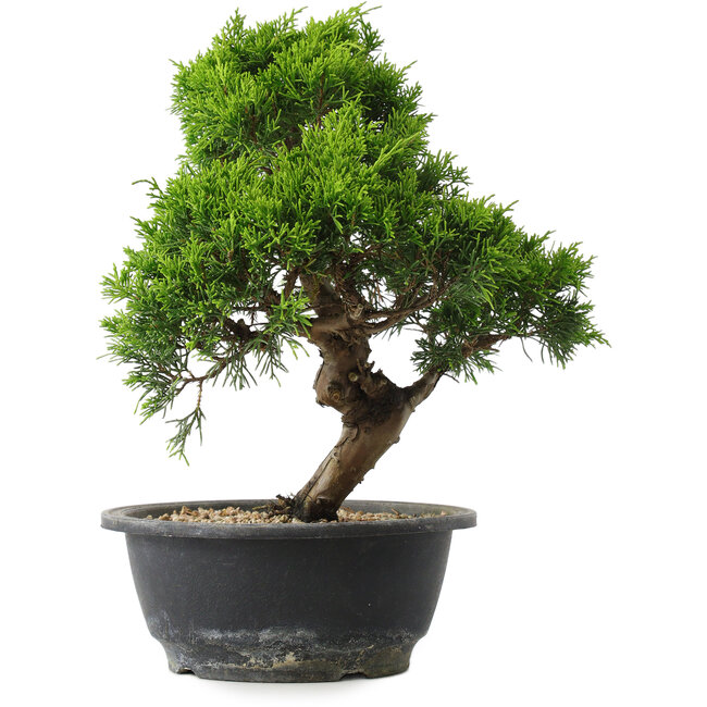 Juniperus chinensis Itoigawa, 29 cm, ± 15 ans