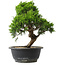 Juniperus chinensis Itoigawa, 29 cm, ± 15 jaar oud