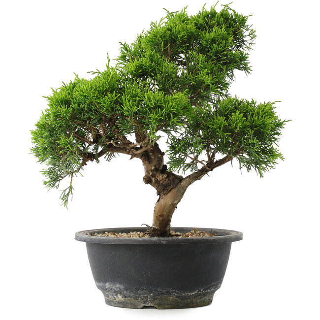 Juniperus chinensis Itoigawa, 29 cm, ± 15 años