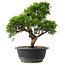 Juniperus chinensis Itoigawa, 29 cm, ± 15 jaar oud