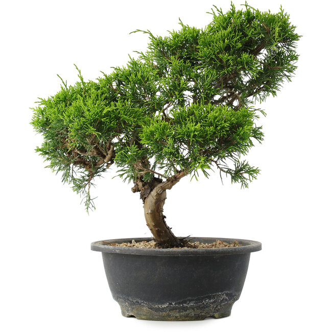 Juniperus chinensis Itoigawa, 29 cm, ± 15 ans